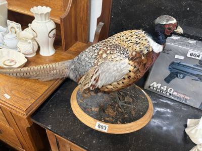 STUFFED PHEASANT