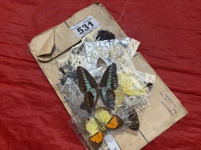 LOT OF PRESSED BUTTERFLIES
