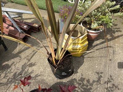 PHORMIUM TREE
