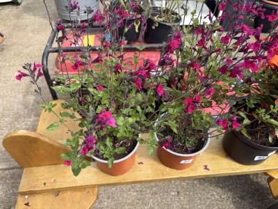 PAIR OF POTTED PLANTS
