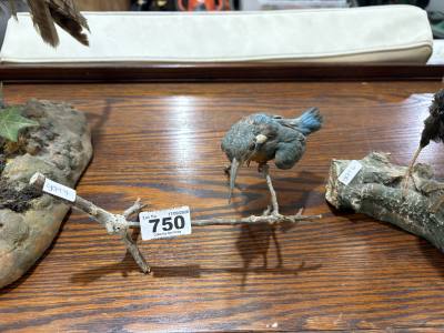 STUFFED KINGFISHER