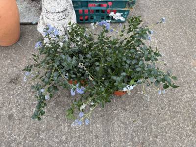 3 X POTTED PLANTS