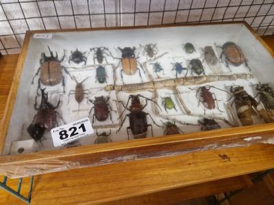 BUG PLAQUE