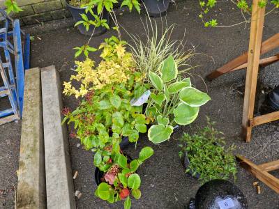 LOT OF MIXED SHRUBS