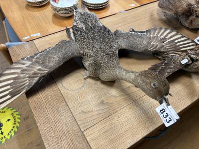 STUFFED JACK SNIPE