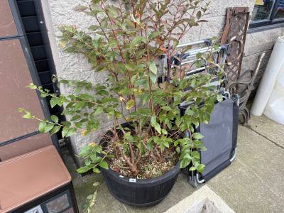 BLUEBERRY PLANT + BARREL PLANTER