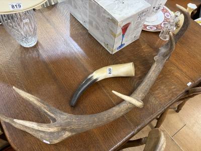 SET OF ANTLERS + HORN