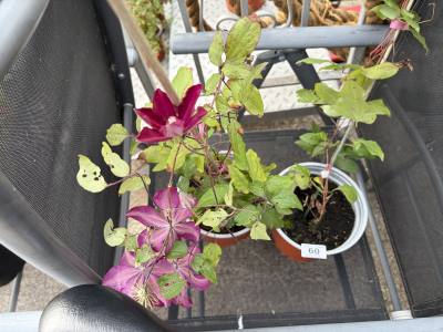 PAIR OF POTTED PLANTS