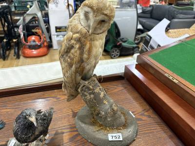 BARN OWL