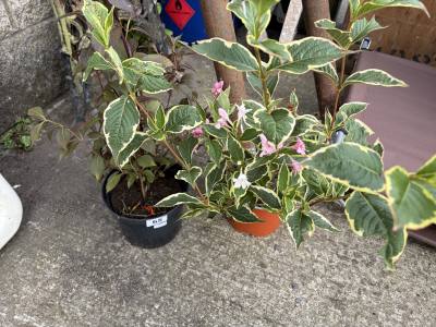 PAIR OF POTTED PLANTS
