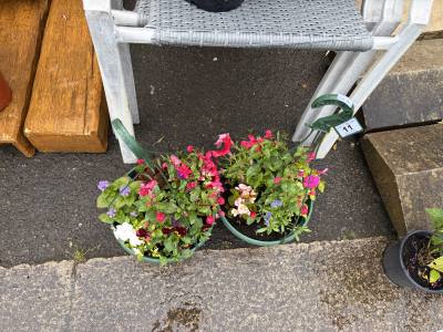 PAIR OF HANGING BASKETS WITH MIXED PLANTS