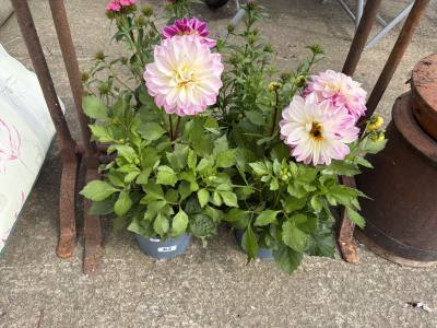 PAIR OF PLANTS