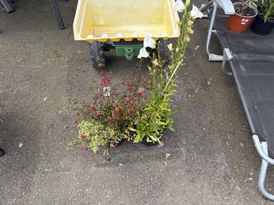 PAIR OF POTTED PLANTS