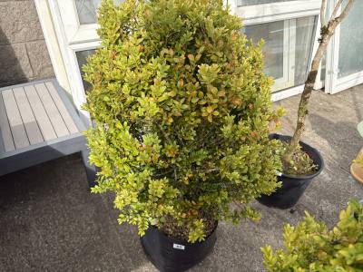 CLIP BOX TREE
