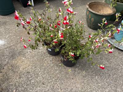 PAIR OF POTTED PLANTS