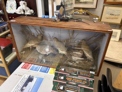 CASED BIRDS TAXIDERMY SCENE