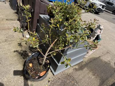 HOLLY TREE
