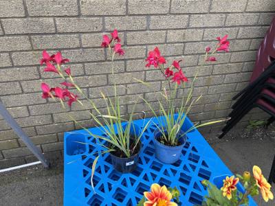 PAIR OF LILIES PLANTS
