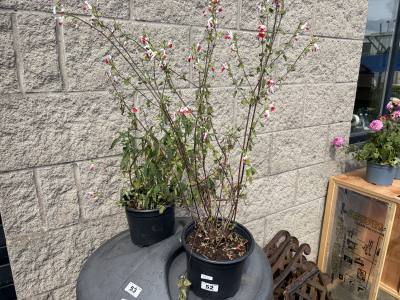 PAIR OF POTTED PLANTS