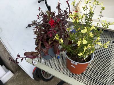 PAIR OF POTTED PLANTS
