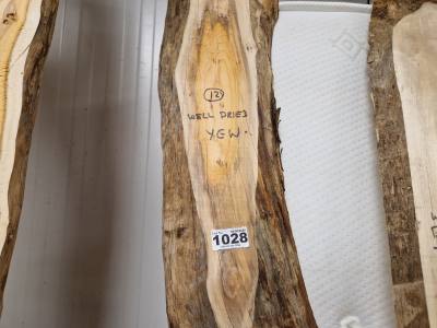 DRIED YEW (235CM)