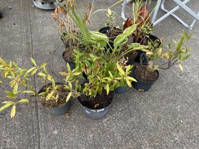 12 X SHRUBS