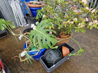 LOT OF PLANTERS + TROUGHS ETC
