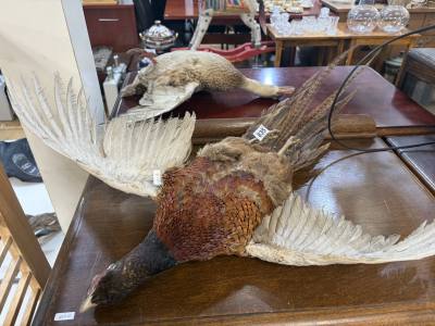 STUFFED PHEASANT
