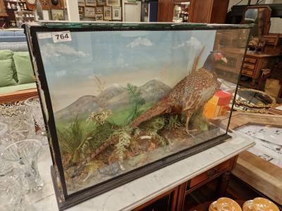 CASED PHEASANT