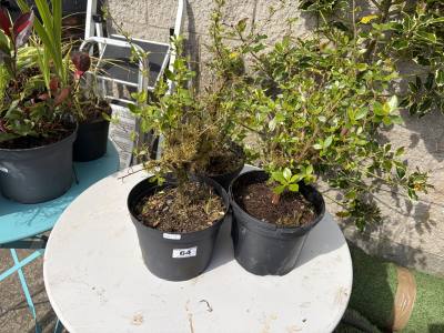 3 X ESCALLONIA TREE'S  