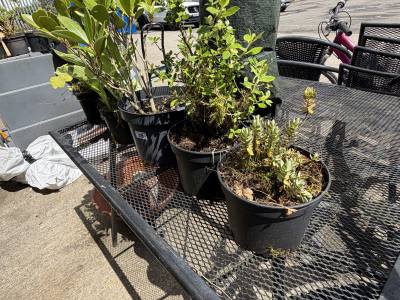 5 X MIXED SHRUBS