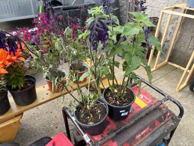 PAIR OF POTTED PLANTS