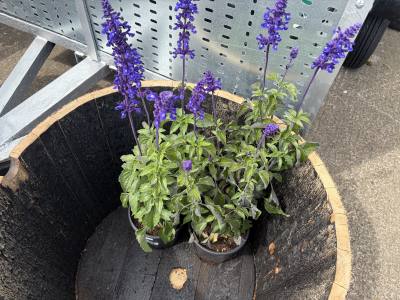 PAIR OF POTTED PLANTS