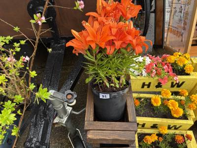 PAIR OF ORANGE LILIE PLANTS