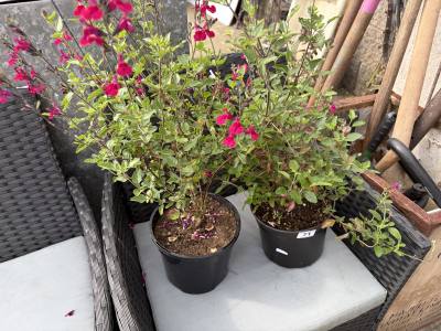 PAIR OF POTTED PLANTS