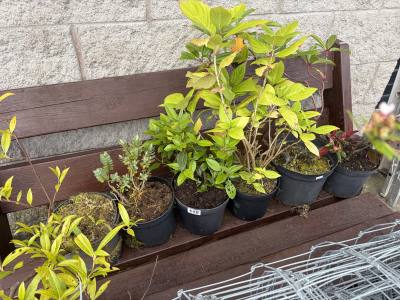 6 X SHRUBS