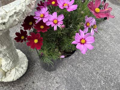 POTTED COSMOS