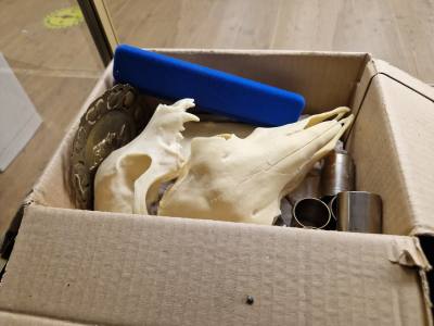 BOX OF CURIOS