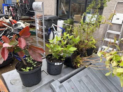 6 X MIXED SHRUBS