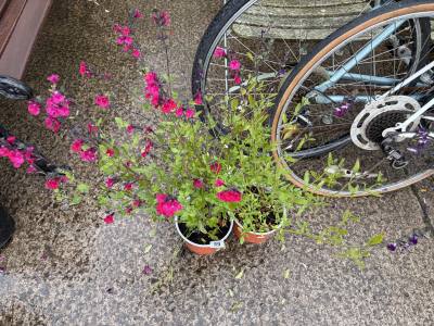 PAIR OF SALVIA PLANTS