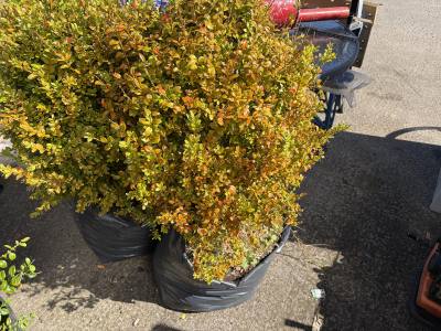 CLIP BOX TREE
