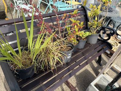 6 X MIXED SHRUBS