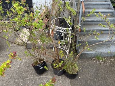 LARGE  ESCALLONIA +  2 HYPERICUM 