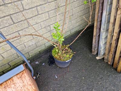 ESCALLONIA TREE 