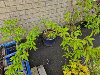 FORSYTHIA TREE