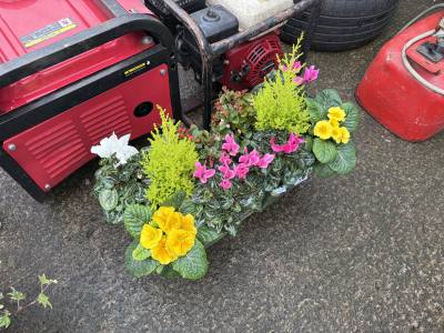 PAIR OF POTTED PLANTS