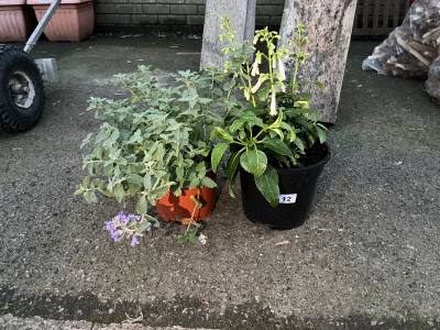 2 X POTTED PLANTS