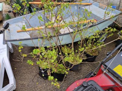 7 X ESCALLONIA TREES