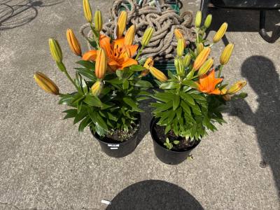 PAIR OF ORANGE LILIES