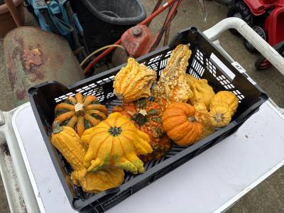 LOT OF HALLOWEEN PUMPKINS (NOT FOR CONSUMPTION)
